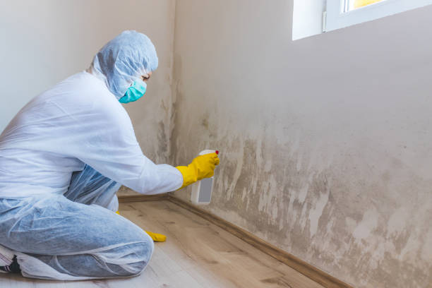 Licensed Basement Mold Remediation service in Cherry Hill, NJ - Car Mold Remediation